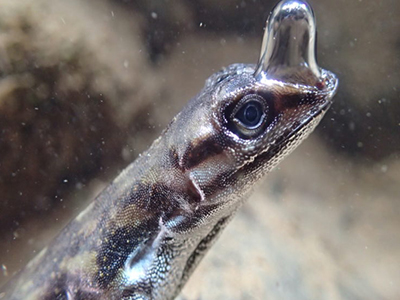 Wildlife and freshwater / marine water conservation